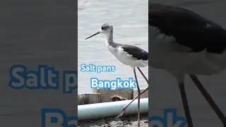Salt pans Bangkok #thailand #birds #shorts