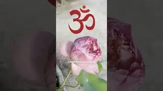 Zvuk, kter&yacute; měn&iacute; životy | Relaxace  #meditace #mindfulness #j&oacute;ga #om