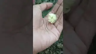 Life cycle of daliya ll #flowers #amazing #garden #plant