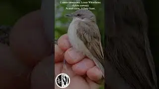 Поимка славки завирушки 11 мая 2025. Catch of a Lesser Whitethroat on May 11, 2025. Sylvia curruca.