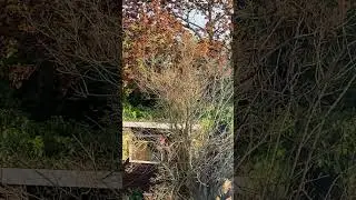 Return of the Eurasian Jay&rsquo;s - April 2023