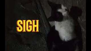 sigh - The Zaps