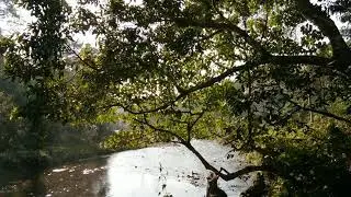 You  must watch Jaldhapara National park