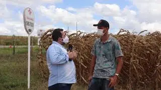 Produtor de milho tem sucesso ao utilizar tecnologia no sertão de Alagoas
