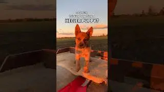 Mini velociraptors aren&rsquo;t for the faint hearted 🤪 #heelerpuppy #redheelerpuppy #puppiesofyoutube
