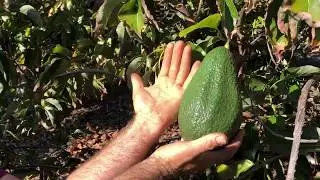 The Queen Avocado