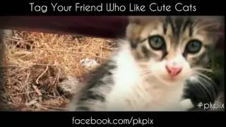 Cute Pussy Cat Smile | PKPIX