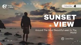 Sunset view - Cinematic video 4K | Evers Widlife