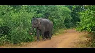 Baby elphant and mom in Bundala National Park Srilanka 🇱🇰 