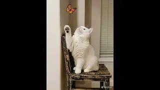 Butterfly&rsquo;s Too Fast&hellip; Can the #cat Catch?  #cutecats #catshorts #kitten #shorts #fun #viral #kitty