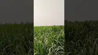 16 August 2025 | drone spraying smart farming precision agriculture in Pakistan