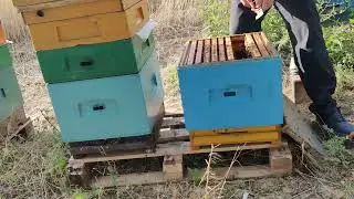 Sprawdzam przyjęcie matek reprodukcyjnych w rodzinach Buckfast Anatolica