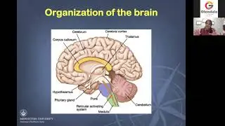 How Nutrition Changes the Aging Brain: MWU Virtual Medical Lecture