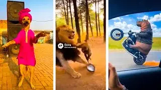 Try Not to Laugh: Sora AI Funny Compilation