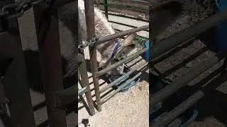 Forever Home Donkey Rescue & Sanctuary #shorts