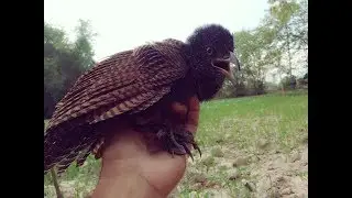 First Creative Best Bird Trap Technology Using First 100%