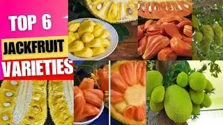 Jackfruit|Jackfruit farming|Top 6 jackfruit|Top 6 jackfruit varieties Hindi|Best jackfruit varieties