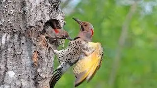 Northern Yellow-shafted Flicker Colaptes Auratus Auratus: Chicks Feed, Fly from Nest