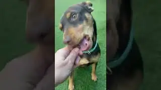Mira - Hunde in Not aus dem Tierschutz - suchen ein Zuhause