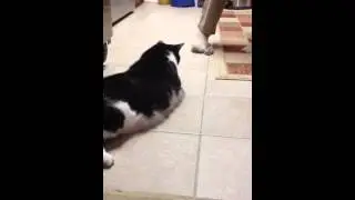 Cat's 11th B-day