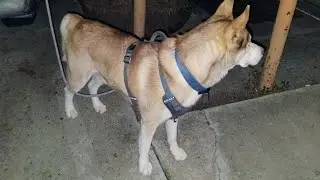 husky 🐕🐶 Monday evening 🌌🌆 stroll around the neighborhood