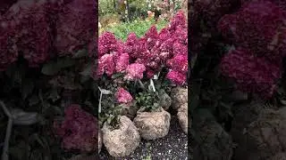 Самая вишнёвая гортензия в Мире селекций. Хит всех времён, 🇷🇺Самарская Лидия Framboisine/Rensum