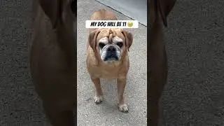 I&rsquo;ll miss my Dog #home #dogs #backyard #contractor #construction #building #relaxing #pug #cooking