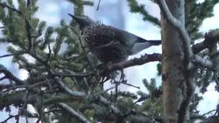 Eurasian nutcracker duo calls at 2000m incredible height in Dolomites Vallunga Valley Alps winter