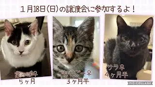 【保護猫譲渡会】2026年１月18日(日）ラブとハッピー　府中支部主催の譲渡会に参加のニャンズ（葉っぱ♀、ももごー♀、サラ♀）を紹介！