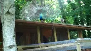 Peacock attracting his mate, Tango