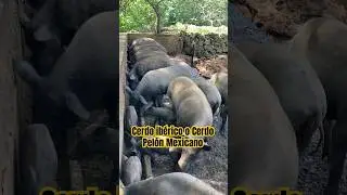 IBERIAN PIG 🐷 or MEXICAN HAIRLESS PIG 🐗 ancestral breed #happyanimals #pigs #piglover #freepigs