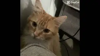 This is my cat his name is tute