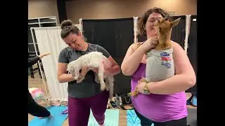 Yoga with BABY GOATS