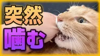 猫がイキナリ噛んだり威嚇する理由