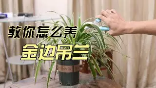金边吊兰怎么养？园艺师教你，金边吊兰的详细养护技巧