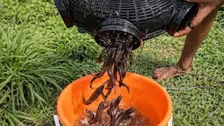 Traditional Village Fishing | Amazing Fish Catch in Pond 🐟🎣
