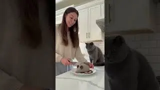 Wow Cute Cat Freaks Out Cutting Pranks Gones Wrongs #soraai #sora2 #cat #catcake #catlovers