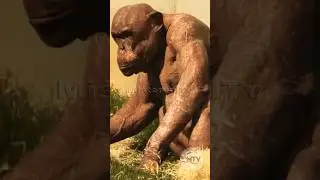 Unveiling the Facilitating World of Hairless Chimp
