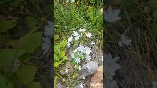 🌼 Wild Garlic Beauty &ndash; Allium Neapolitanum in the Cretan Mountains! 🏞️🧄 #Greekflora #wildgarlic