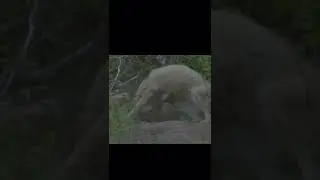 A wolverine fighting a wolf