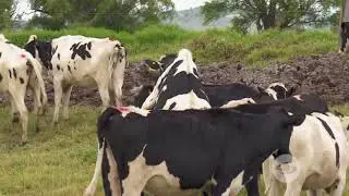 ¿Qué pasa cuando una vaca no entra en celo? | La Finca de Hoy