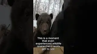 Amazing man near the wild small bears