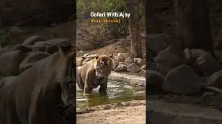 Hot summer Chill the tiger at Private pool. Sariska Tiger Reserve. #jungle #sariska #tiger #wildlife