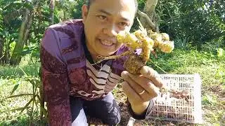 Ito na pala yong lahat kong na harvest na luya mga idol #highlights 