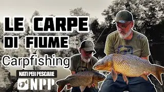 LE CARPE DI FIUME CARPFISHING D'ESTATE Fiume Arno