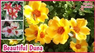 Cantiknya Bunga Moss Rose Krokot Duna Series - Beautiful Portulaca Purslane Flower Garden