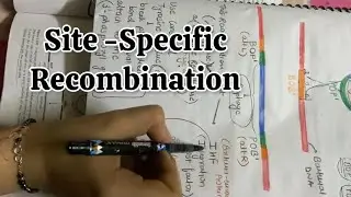 Molecular Biology || Site-Specific Recombination 🧬