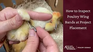Inspecting Wing Bands at Placement
