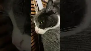 Sleepy cat in couch