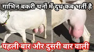 दुसरी बार की गाभिन बकरी थनों में दुध कब भर्ती है | pregnant goat udder development